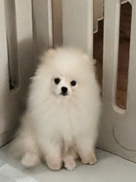 Szpic miniaturowy -pomeranian