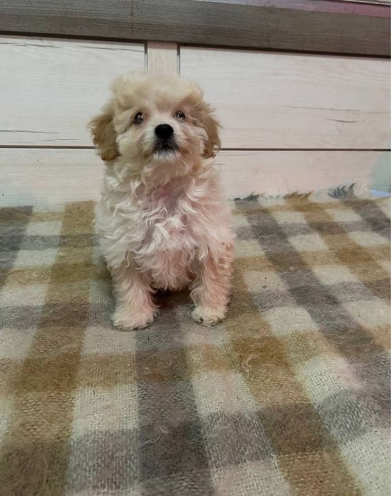 Мальтіпу Ф1 хлопець