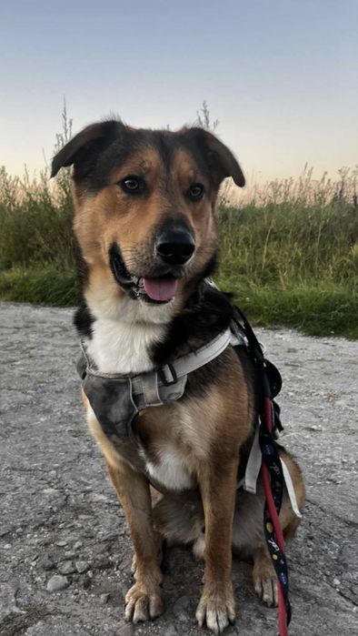 Dostojny Kajko do adopcji