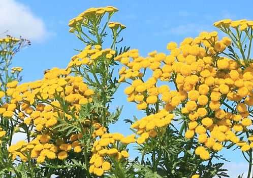 Wrotycz - bylina do zwalczania pasożytów i szkodników w ogrodzie