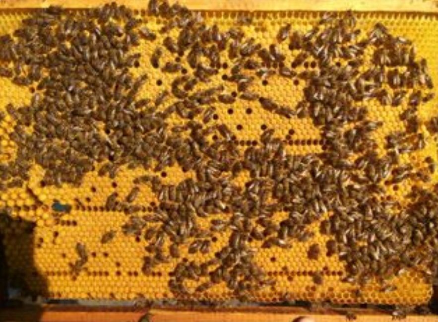 Бджолопакети Buckfast  з доставкою Бакфаст, Карника, Карпатка, Укрстеп