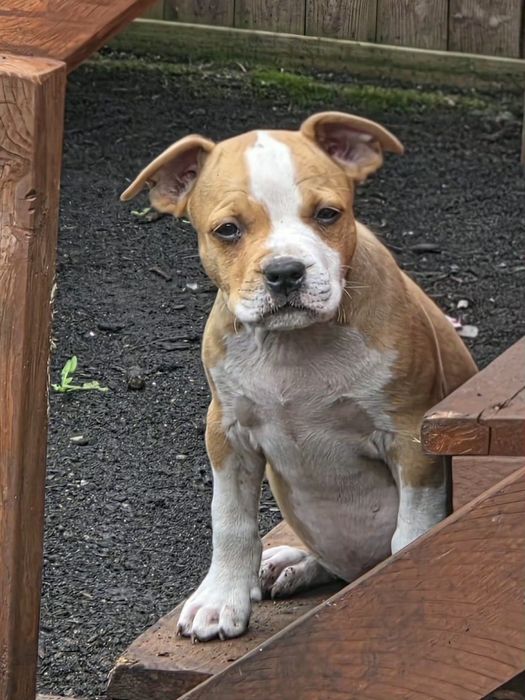 Efektowny Samiec Amstaff American Staffordshire Terrier FCI ZKwP