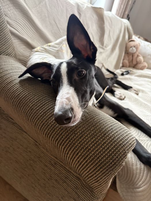 Hades szuka nowego domu