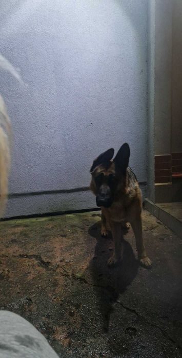 Bardzo pilnie oddam owczarka niemieckiego