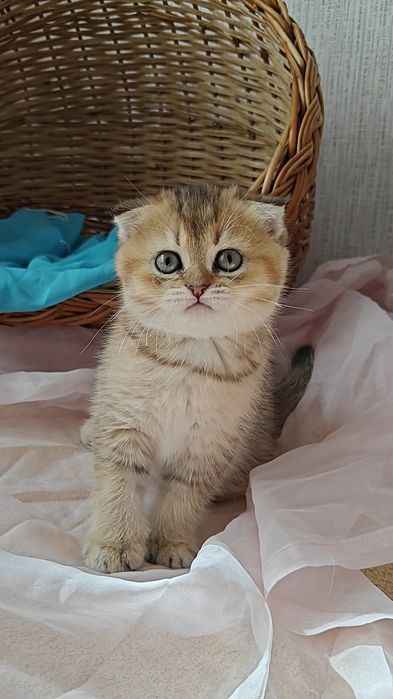 Золотая шиншилла вислоухая чистокровная девочка