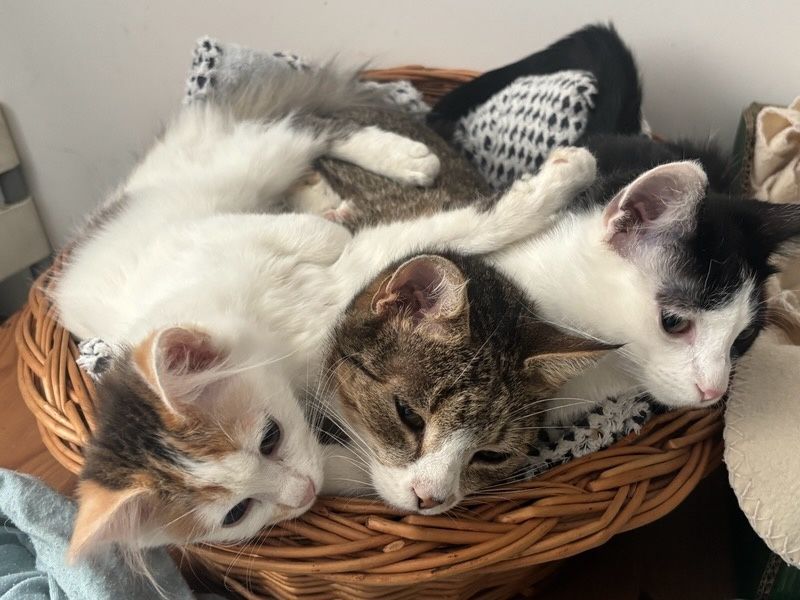 Agatka I Antoś małe urwiski szukają domy