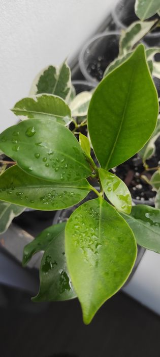 Фікус бенжаміна Twilight, Moclame, традесканція, калізія