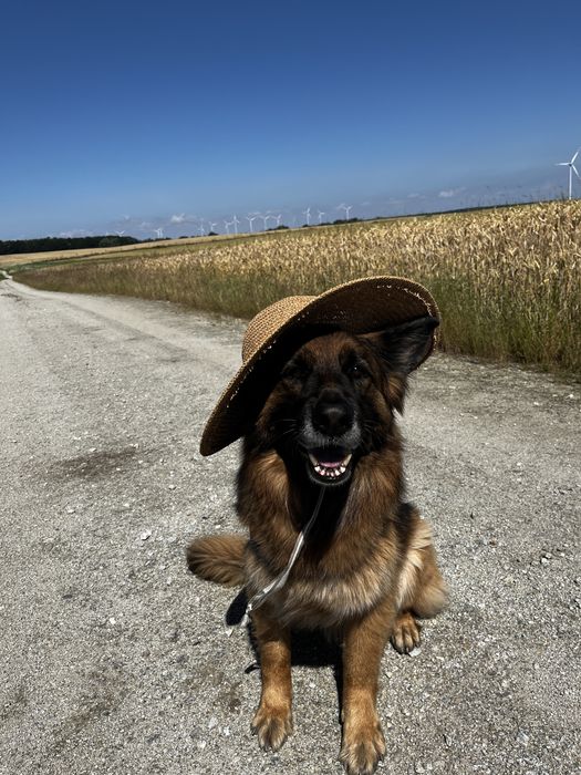 Petsitter / opieka domowa / indywidualna opieka nad psem