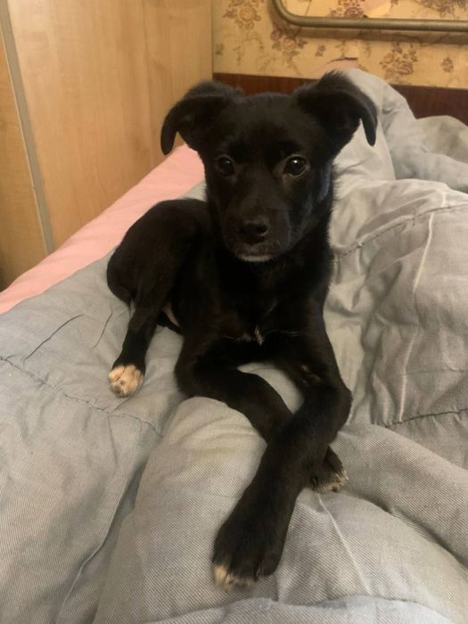 Цуценятко хлопчик шукає домівку, буде невеликий