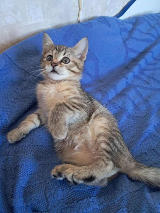 Маленькая радость