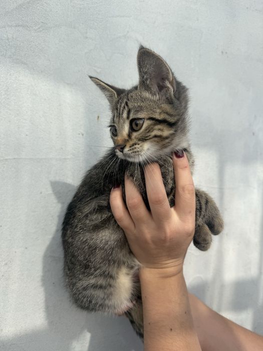 Кошенята в добрі руки