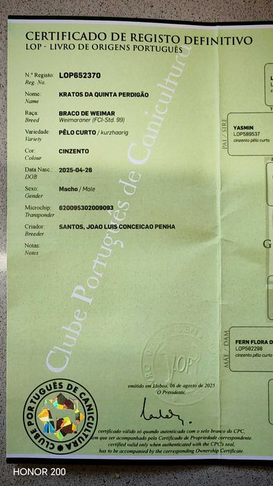 Cão  Braço de Weimar cinza