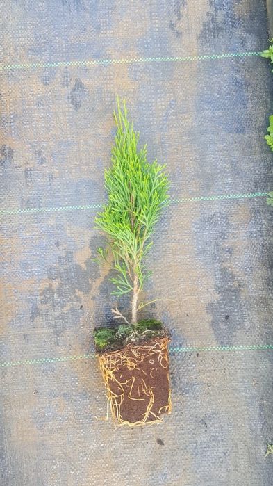 Tuja,tuje szmaragd wysokość 20cm-30cm. Szkółka Krupocin