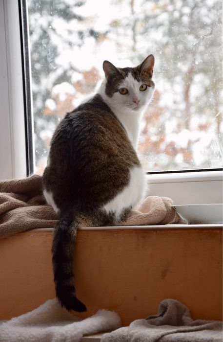 Wykastrowana, roczna kotka