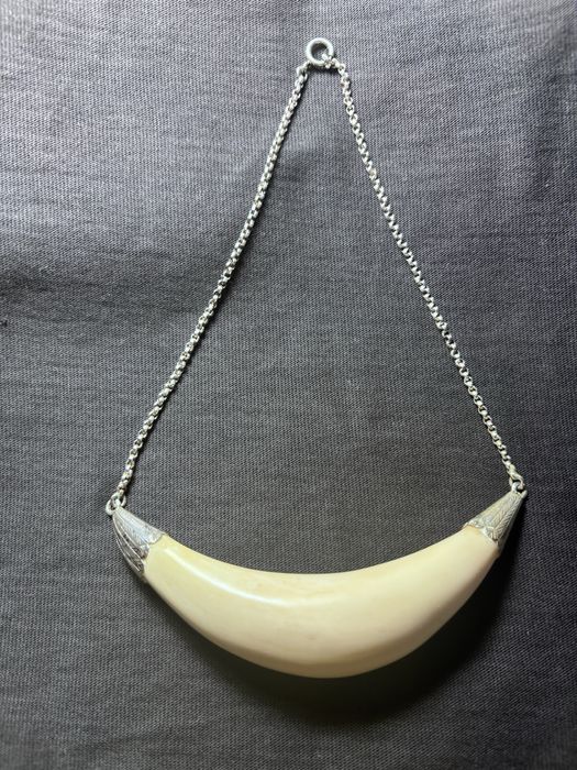 Dente de baleia/cachalote dos Açores (anos 80)