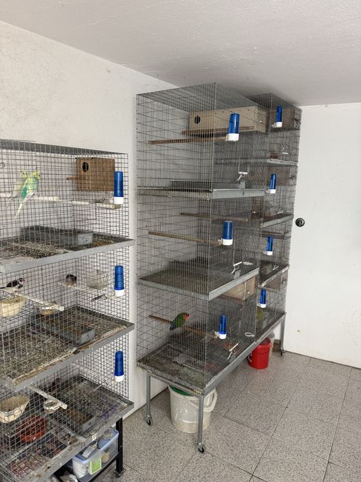 Aves mais viveiros