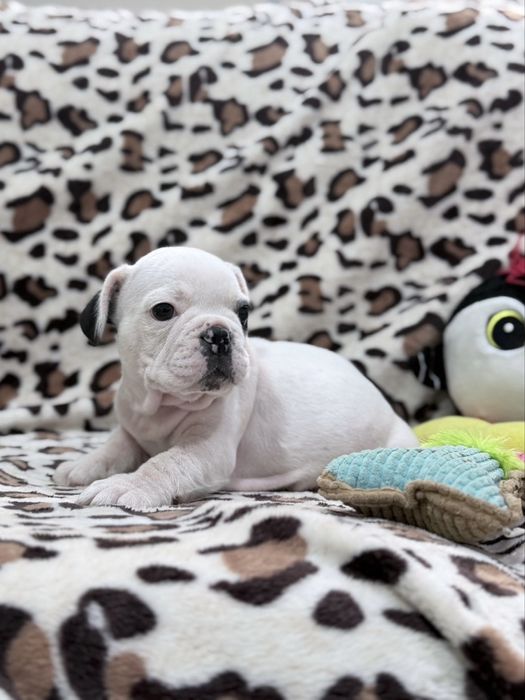 Bulldog Francês macho