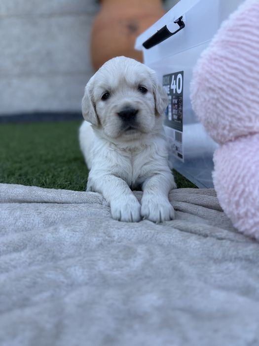 Golden Retriever  femea fantastica