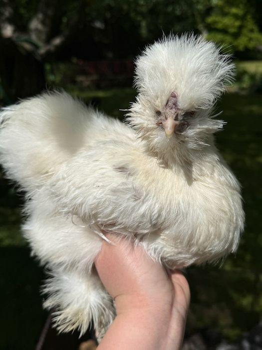 Rosy kury silki kury araukany naturalne ekologiczne kury