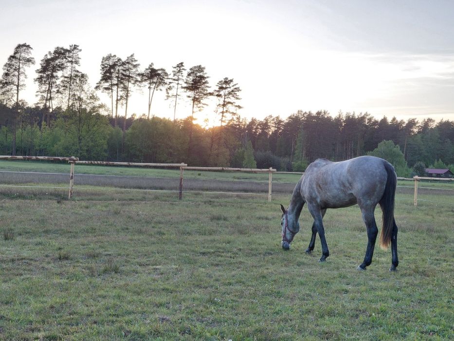 Agroturystyka "Siedlisko" Wola Mała - Biłgoraj - Zwierzyniec/Roztocze