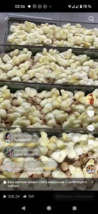 Суточный бройлер Кобб 500 Росс