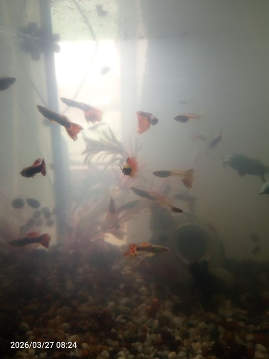 Рибки Гуппі різних порід