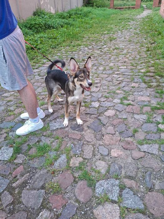 Fado 8 miesięcy do adopcji