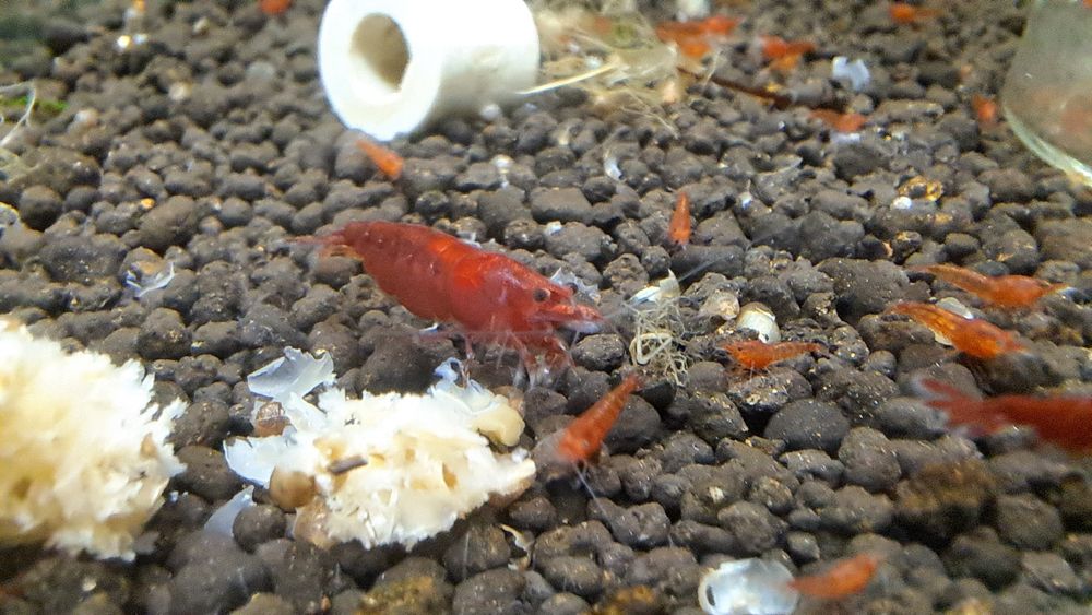 Krewetki Bloody Mary
