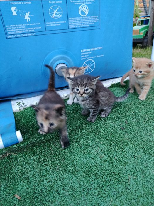 Віддам в добрі руки кошенят