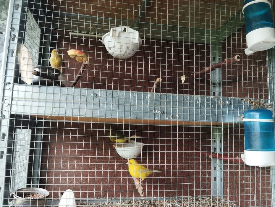 Woliera regał klatka