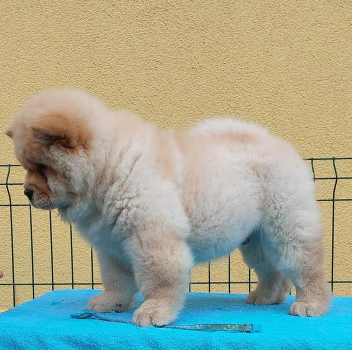 Chow Chow disponível