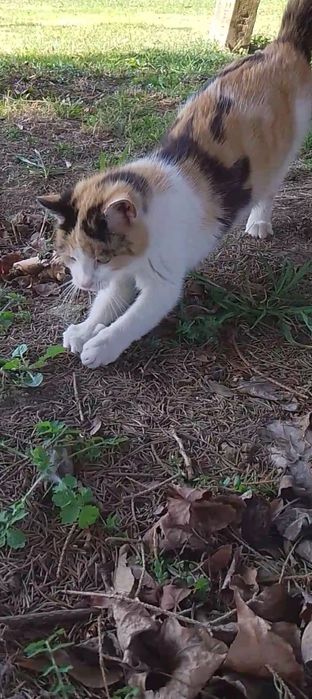 Kotka tricolor oddam