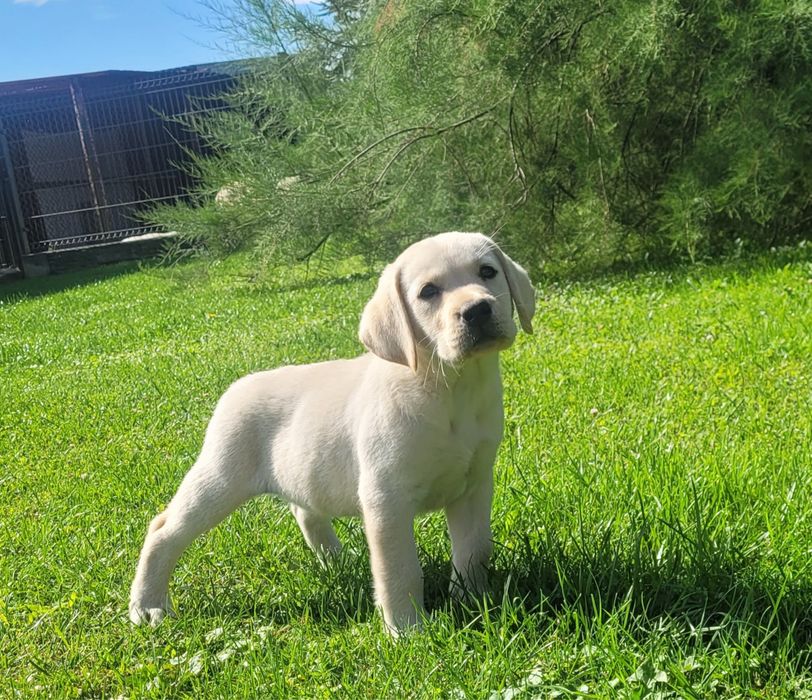 Labrador retriever pochodzenie fci pies