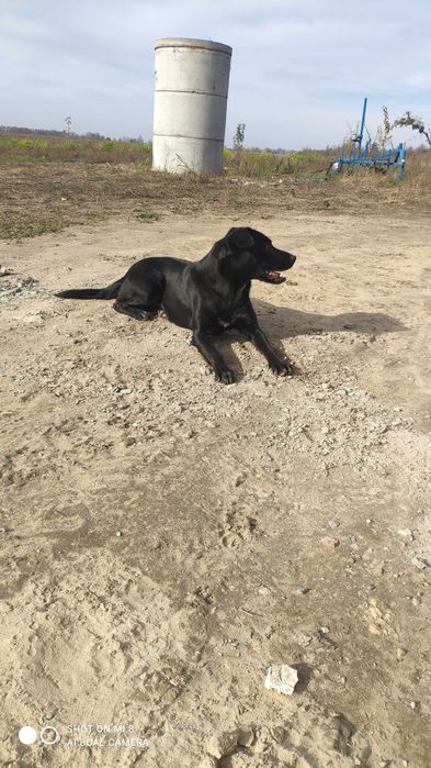 майоркская овчарка ка де бестиар