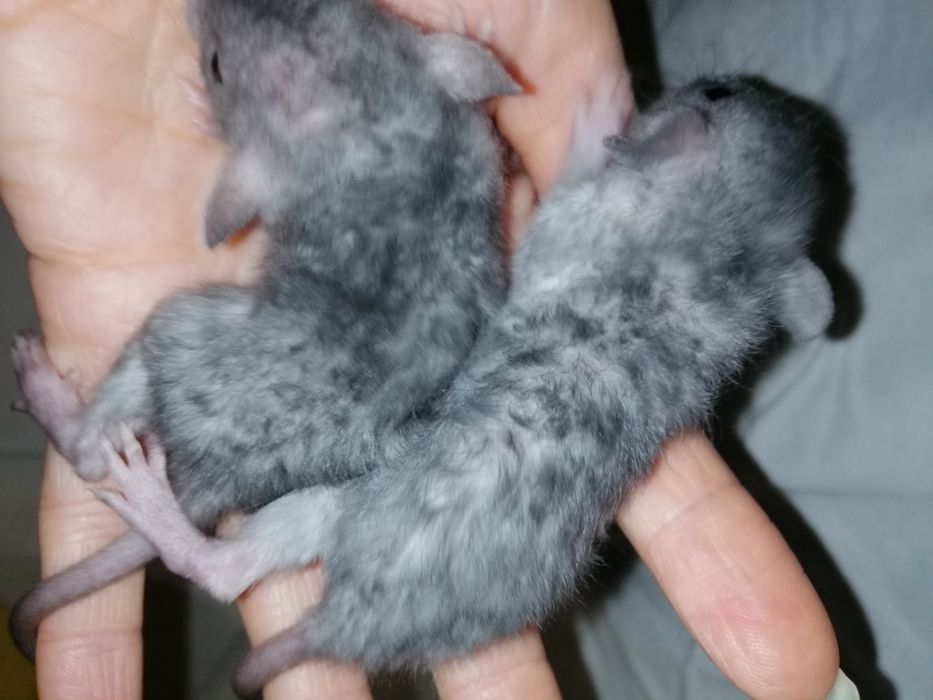 Крыса дамбо рекс, щурик,пацюч,крисята, декоративна криса