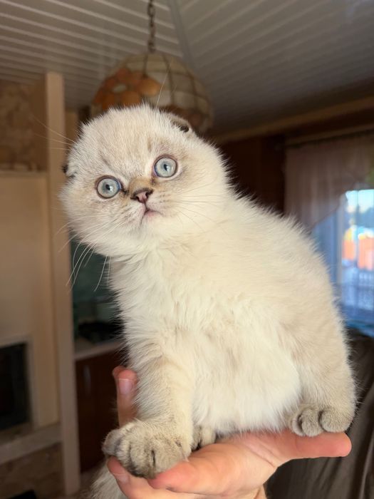 Oddam Kotka Domowego