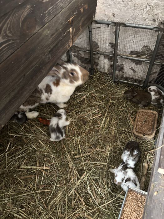 Kroliki na sprzedasz male