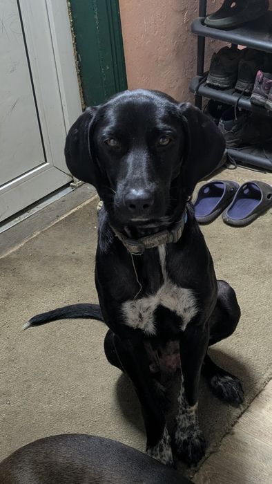 Віддам цуценя у добрі руки