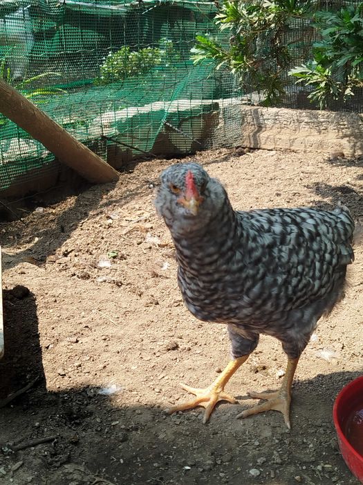 Três galos nascidos de ovos azuis