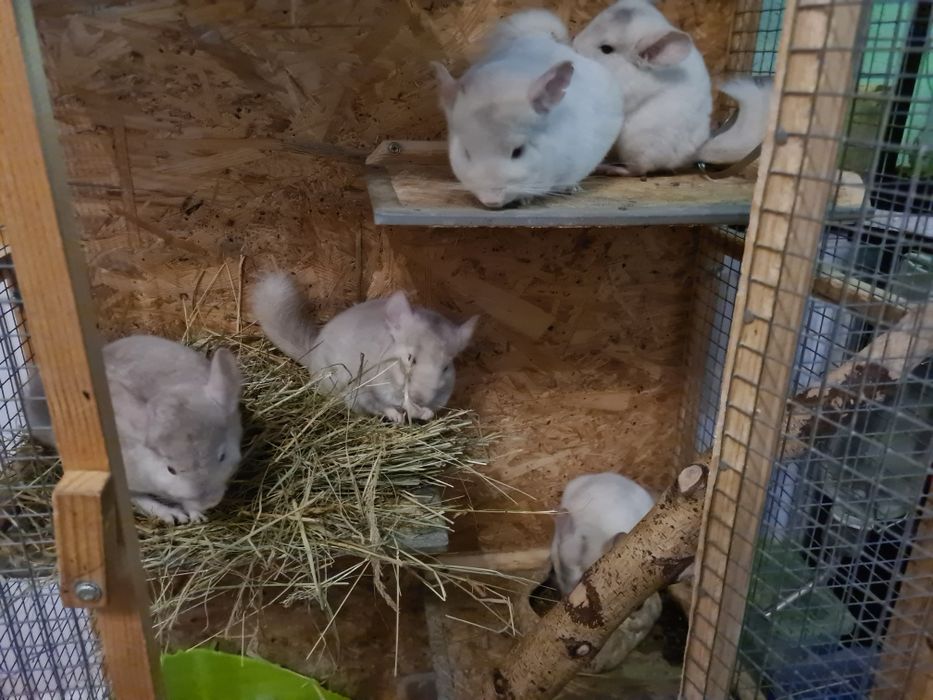 Szynszyle różne kolory