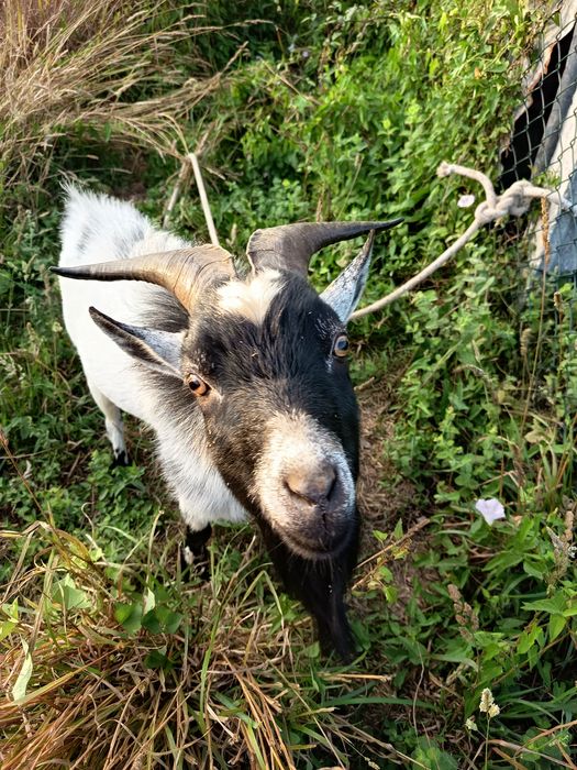 Cabrito macho  - Raça anã