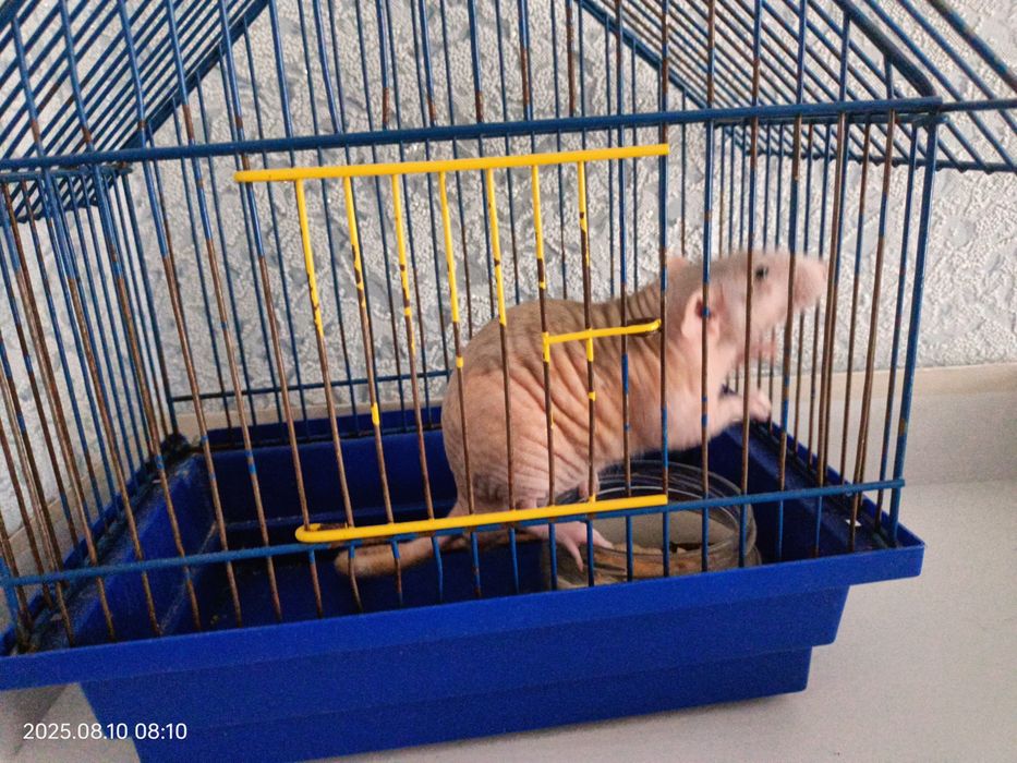 Сфінкс криска з кліткою