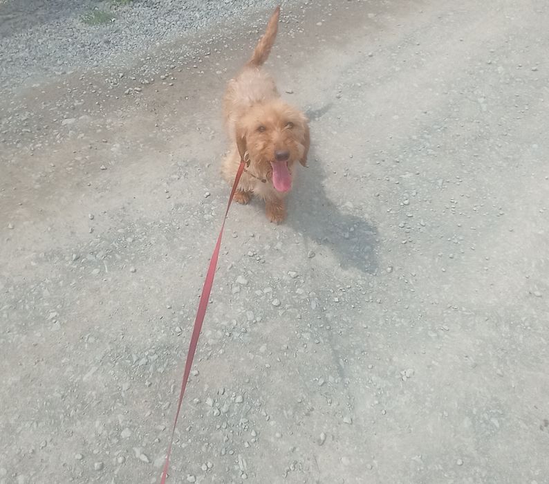 Таксята жорсткокремові для броні