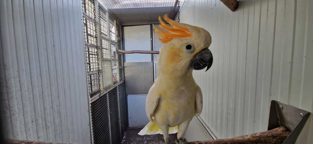 Cacatua citrinocristats