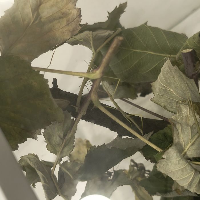 Палочники примарні БЕЗКОШТОВНО