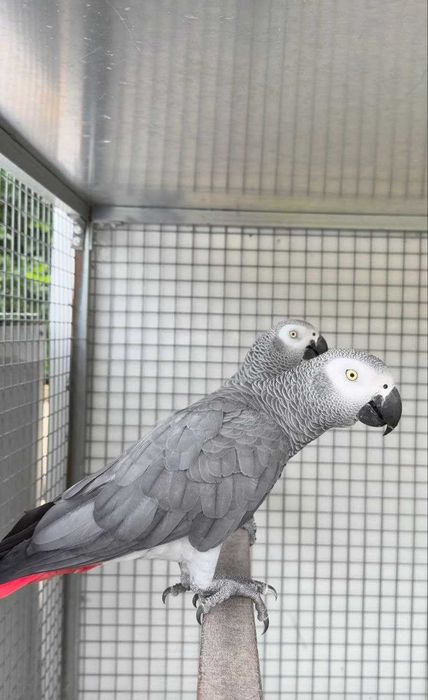 Papagaios cinzentos de cauda vermelha bebés