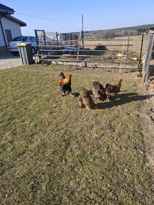 Brahma kuropatwiana jaja lęgowe wysyłka