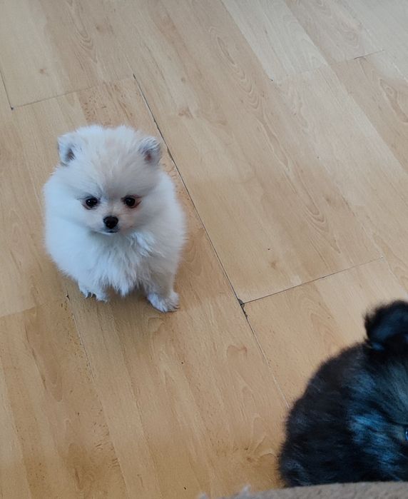 Хлопчик !  дівчинка шпіцульки