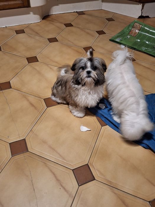 Shih_tzu piesek mały