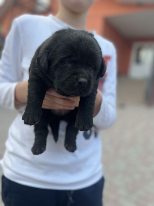 Лабрадор _ собака універсальна